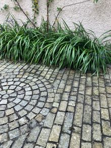 Plant Dianella