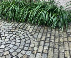 Plant Dianella