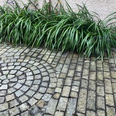Plant Dianella