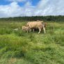 Cows calf Image 6