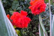 garden plants