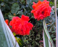garden plants