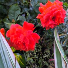 garden plants