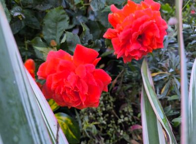 garden plants