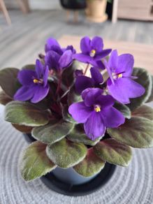Plant