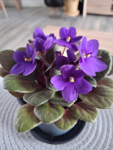 Plant