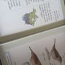 Ornithology Image 2