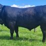 Bulls Image 4