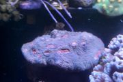 corals