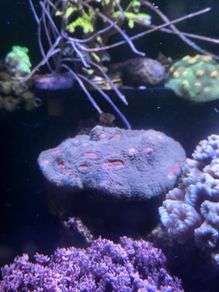 corals
