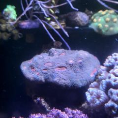 corals