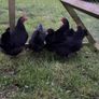 bantams Image 4