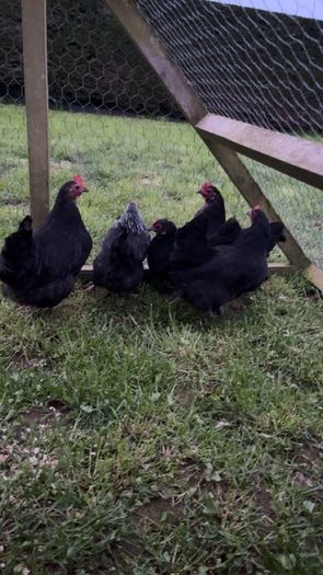 bantams