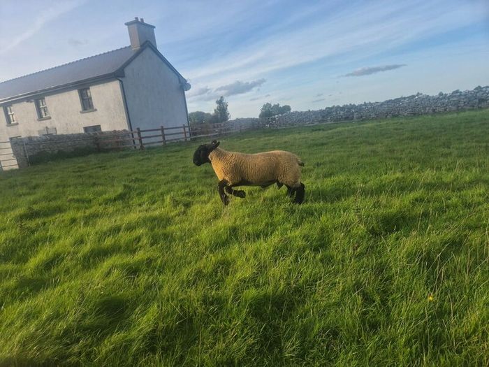 Pedigree registered suffolk ram lambs
