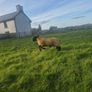 Pedigree registered suffolk ram lambs Image 8