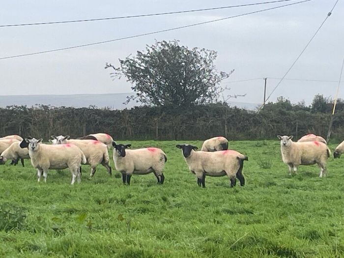 Hogget Ewes for sale, ideal for breeding