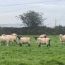 Hogget Ewes for sale, ideal for breeding Image 7