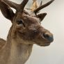 Fallow buck deer stag shoulder mount taxidermy 2 Image 3