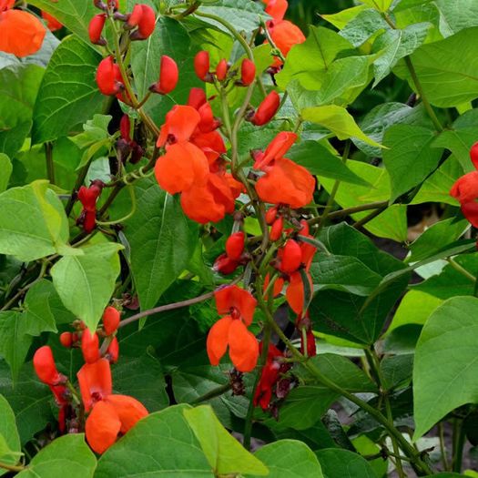 (B) Flower Bean Rotbluhende seeds 15g (124473)