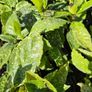 Plants and Shrubs TWO euros Image 7