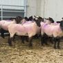 Suffolk X Hoggets  (organic) Image 4