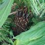 2ft dicksonia Antartica tree fern Image 3