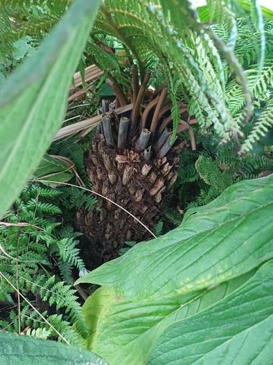 Dicksonia Antartica tree fern 2ft trunk