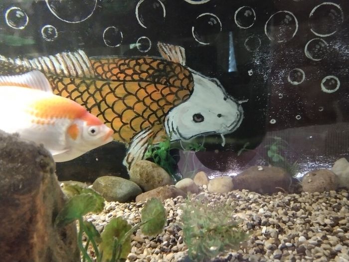 Fish Tank on TV unit