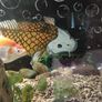 Fish Tank on TV unit Image 2