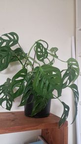 flowers Monstera adansonii - Monkey