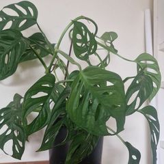 flowers Monstera adansonii - Monkey