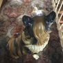 Vintage Rough Collie Dog Image 8