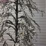 Tabletop Artificial Frostbite Christmas Tree in Wooden Planter. Image 7