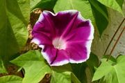 (M) Morning glory Morning Call seeds 1g (414895)