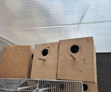 bird breeding boxes