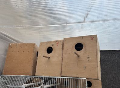 bird breeding boxes