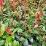 Red Robin hedging two euros Image 3