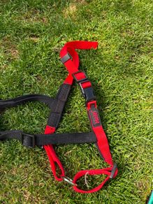 medium dog harness
