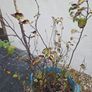 Free Pear Tree Image 2
