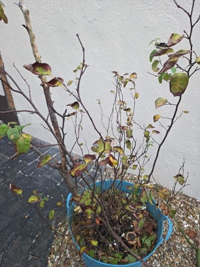 Free Pear Tree