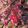 Potted japanese acer Image 4