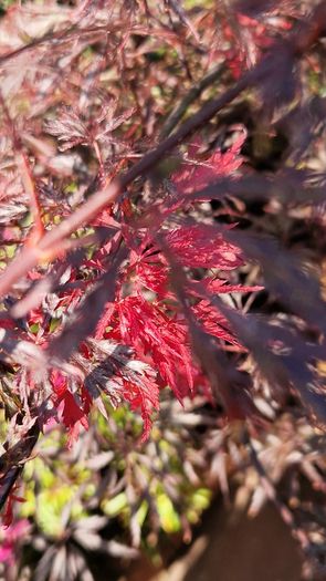 Potted japanese acer