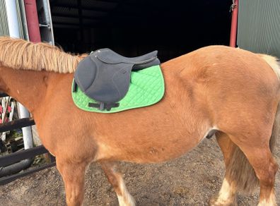 17" saddle