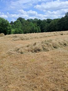Hay