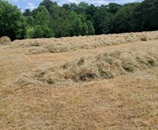 Hay