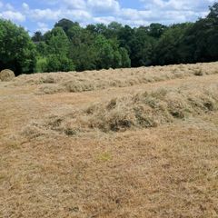 Hay