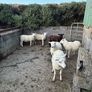 Hogget Ewes Image 3