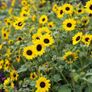 (S) Sunflower Stella seeds 0.5g (600908) Image 3