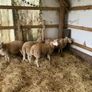 Lleyn sheep Image 2