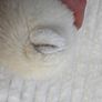 Pia Pia Club by Heinrich Bauer Germany white Bear Plush approx. 19 cm. Used Please see photos Image 8